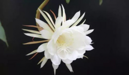 昙花一现的视频,瞬间绽放的美丽瞬间